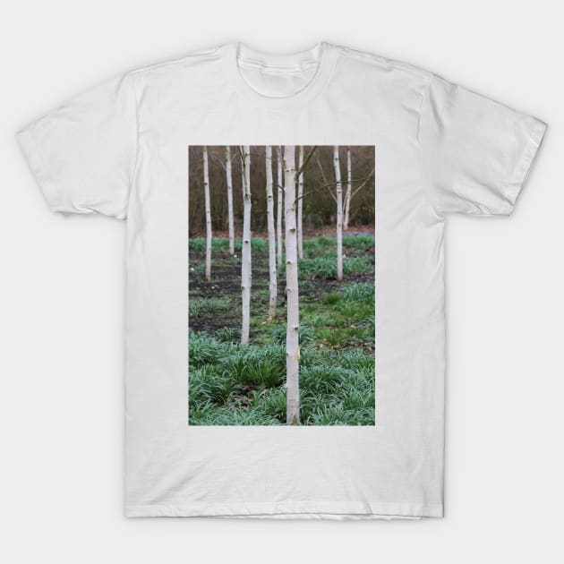 Silver birch trees T-Shirt by Jonesyinc